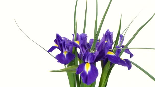 Mooie iris bloemen op wit, rotatie — Stockvideo