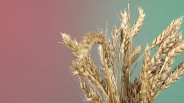 Olgun kulakları buğday üzerinde kırmızı ve yeşil, rotasyon Makinası