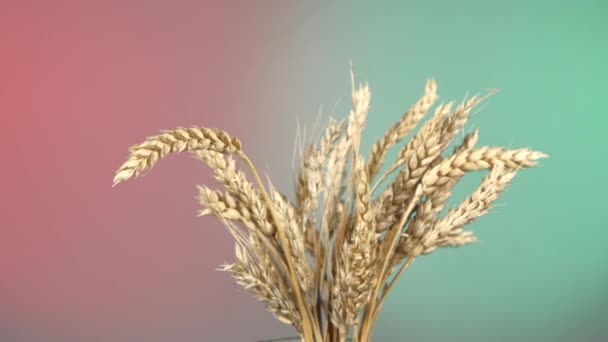 成熟的麦穗小麦上红色和绿色，旋转 — 图库视频影像