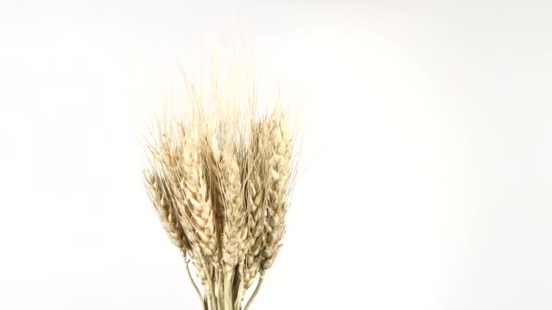 Ripe ears of dry wheat on white, rotation — Stock Video