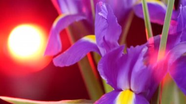 Yan Iris çiçek siyah kırmızı arka ışık, döndürme