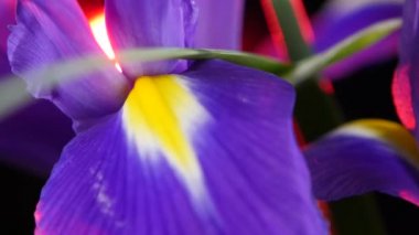Yan Iris çiçek kırmızı arka ışık, döndürme, siyah yakın çekim