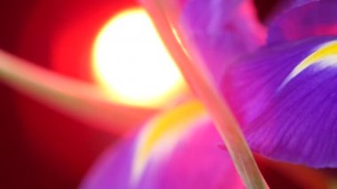 Buket Iris çiçek siyah kırmızı arka ışık, döndürme, tarafına yakın çekim