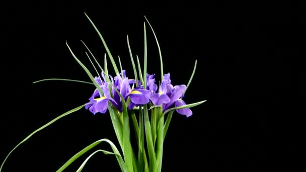 Lindas flores de íris em preto, rotação — Vídeo de Stock