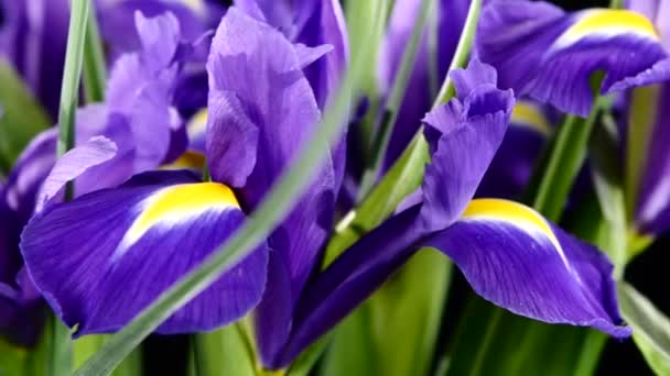 Iris fleurs sur noir, rotation, gros plan — Video
