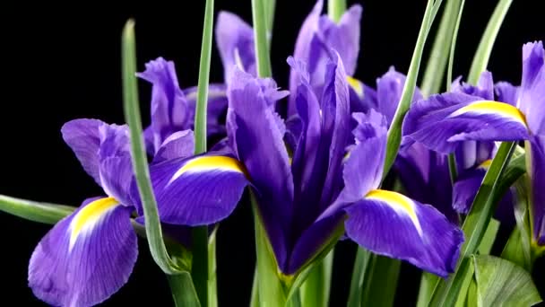 Beautiful iris flowers on black, rotation, close up