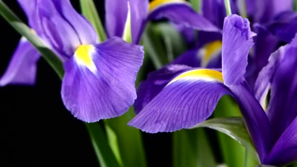 Side of iris flowers on black, rotation, close up — Stock Video