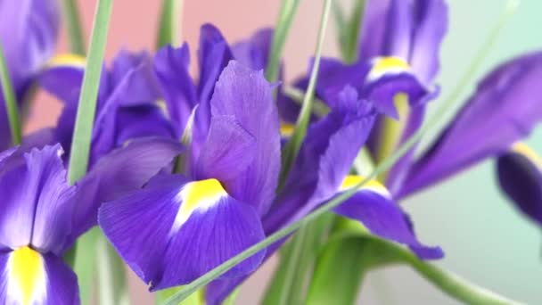 Top van prachtige iris bloemen op rood en groen, rotatie, close-up — Stockvideo