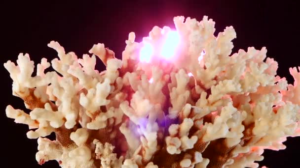 Corail, noir, rétroéclairage, rotation, gros plan 