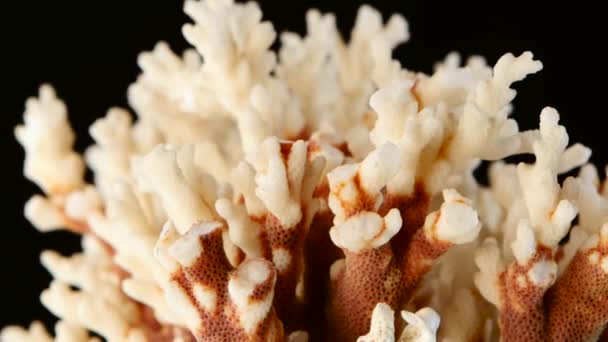 Marine coral, zwart, rotatie, close-up — Stockvideo