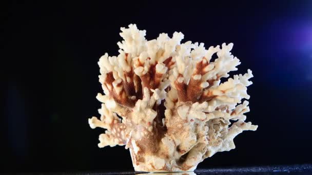 Marine coral, materiaal tegen, zwarte, blauwe achtergrondverlichting, rotatie, close-up — Stockvideo