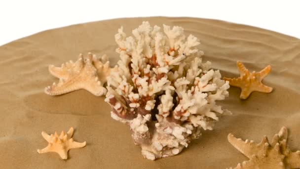 Belles coquilles et corail sur sable contre, blanc, rotation — Video