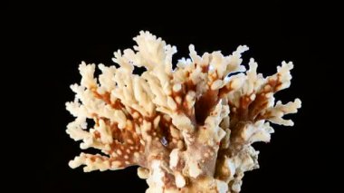 Deniz güzel mercan, parlak ışık, siyah, döndürme, portre