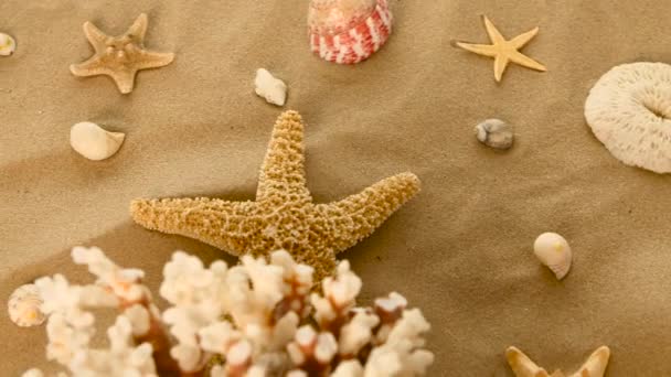 Coral, conchas marinas, estrellas de mar en la arena, rotación, primer plano — Vídeo de stock