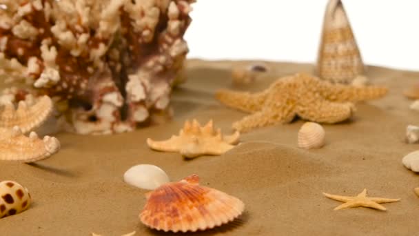 Fondo arenoso con conchas y estrellas de mar, blanco, rotación — Vídeos de Stock