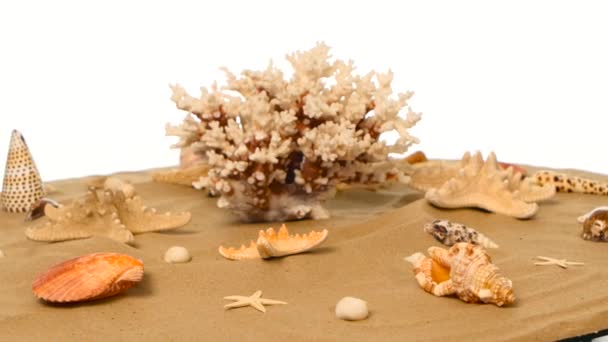 Belles coquillages sur la plage de sable prise, rotation, gros plan — Video