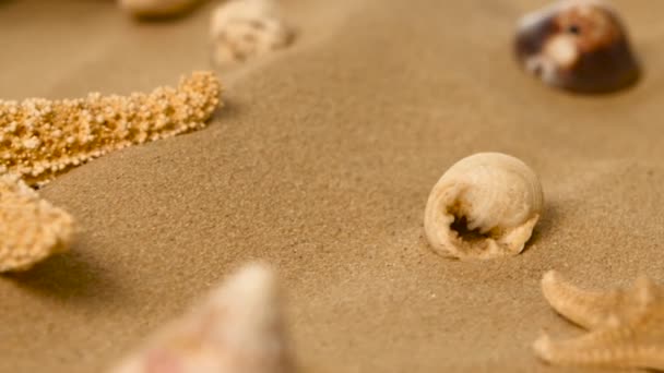 Playa con muchas conchas marinas y estrellas de mar, rotación, primer plano — Vídeos de Stock