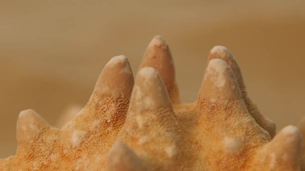 Starfish on sand, rotation, closeup — Stock Video