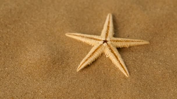 Pequeña estrella en la arena, rotación — Vídeo de stock