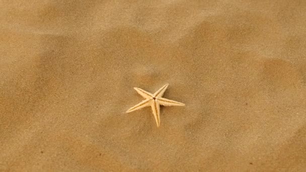 Маленькая настоящая морская звезда на песке, вращение — стоковое видео