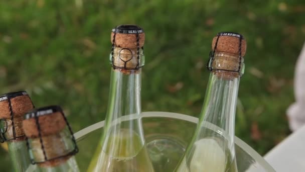 Bottles sparkling wine against a green background of the grass. — Stock Footage Bottles sparkling wine against a green background of the grass. Royalty Free Stock Video