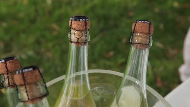 Bouteilles de vin mousseux sur un fond vert de l'herbe . — Video