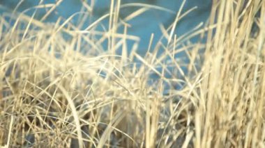 Kuru reed nehir karşı dinamik büyüyen değiştirmek odak