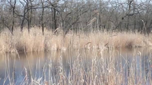 Сухой тростник, растущий против реки, динамическая смена фокуса — стоковое видео