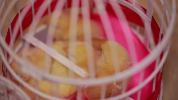 Cute chickens in a pink cell. Close-up — Stock Video