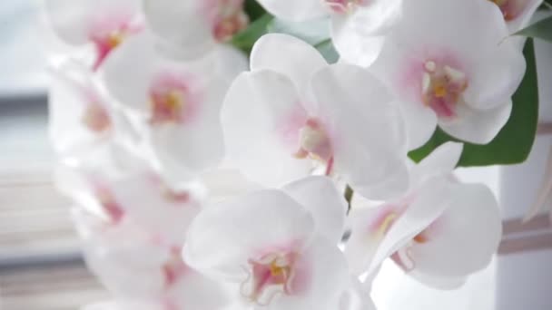 Las orquídeas tiernas blancas en la ceremonia de boda al aire libre — Vídeos de Stock