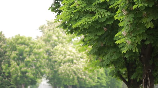 Kastanienbaum im Sommer und Wind — Stockvideo