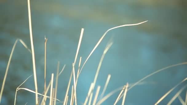 Dry reed growing against river, dynamic change of focus — Stock Video