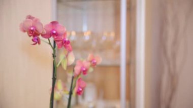 Sarı elemanları ile pembe orkide. Yakın çekim