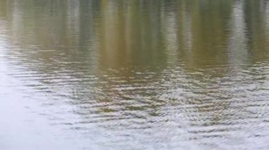 Nehri sallayan küçük dalgalar. Yüzey suyu ve ağaçlar