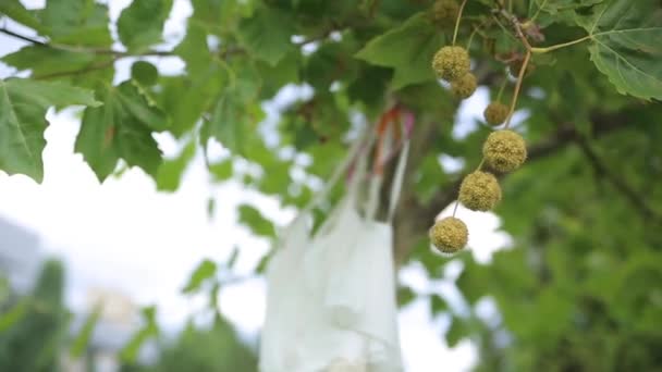 White wedding dress hangs on clothes for hanger on the chestnut. Close up — Αρχείο Βίντεο