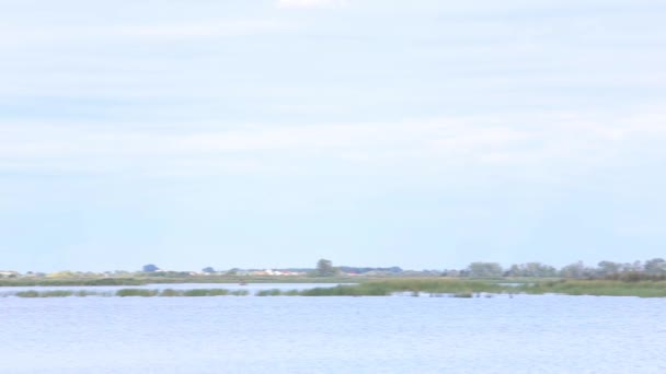 Cañas en el río — Vídeos de Stock