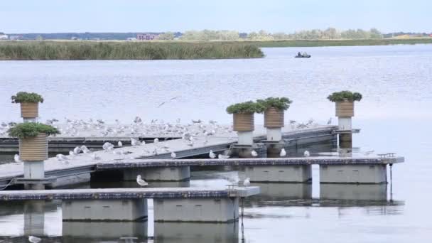 Gull On Pier. jetée de la rivière par temps venteux — Video