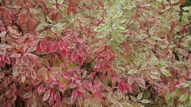 Rote und grüne Blätter. Nahaufnahme. Dynamischer Schwerpunktwechsel — Stockvideo