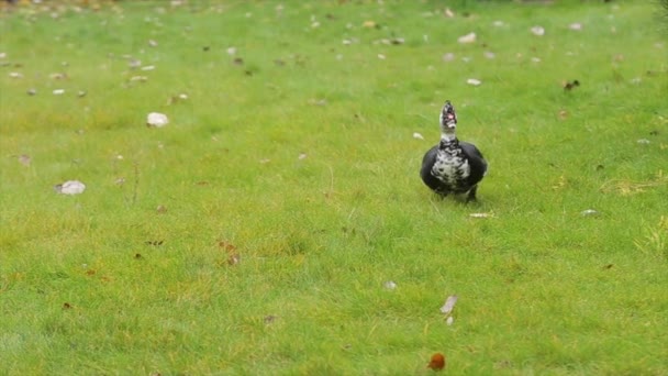 Cute domestic gosling or duck walking in green grass — Stock Video