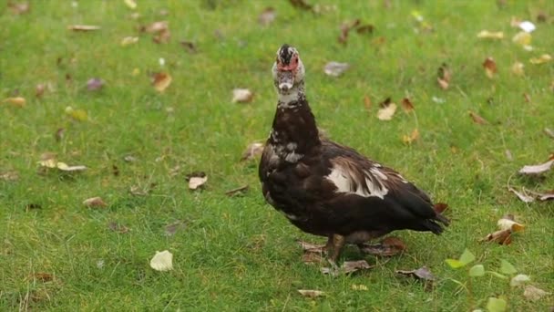 Pato interesante color. Pato en la hierba — Vídeos de Stock