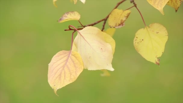 在薄薄的树枝上的黄叶。叶片的边缘干。关闭 — 图库视频影像