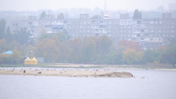 Insel mit den Vögeln im Fluss. Fluss in der Stadt — Stockvideo