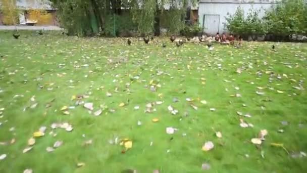 Veel kippen en hanen in de tuin. Vogels buiten — Stockvideo