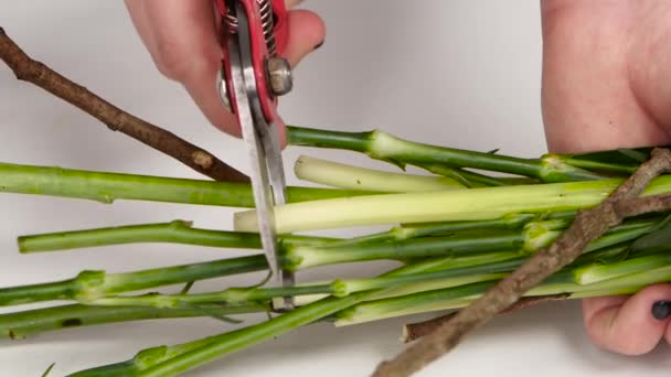 Vrouwelijke handen is bloemstelen snijden. Wit. Close-up — Stockvideo