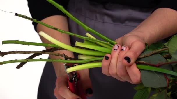 Couper des tiges de fleurs. Fleuriste. Blanc. Au ralenti. Gros plan — Video