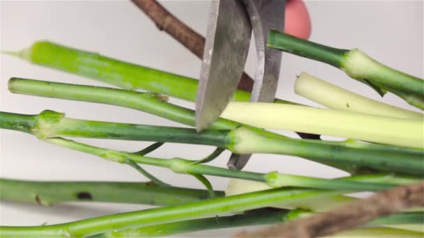 Snijden bloemstengels. Witte. Slow Motion. Close-up — Stockvideo