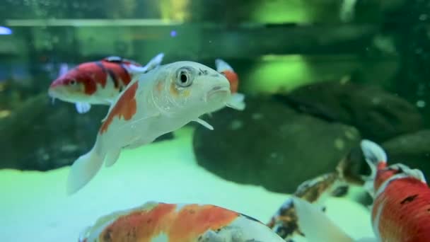 Złota rybka pływać w akwarium. Z bliska — Wideo stockowe
