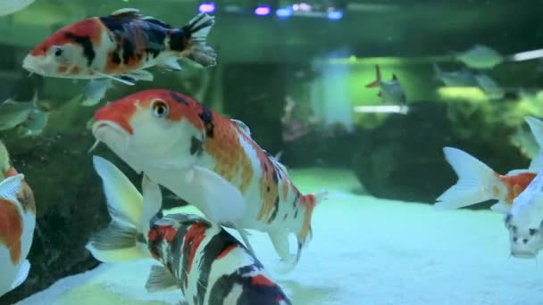 Fische schwimmen in einem Süßwasseraquarium. Nahaufnahme — Stockvideo