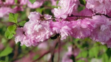 Arı tozlaştırıcı çiçekli kayısı çiçekleri. Yakın çekim