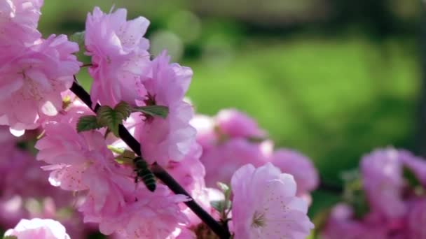 Bijen verzamelt nectar op een bloeiende abrikozen tak. Close-up. Slow Motion — Stockvideo